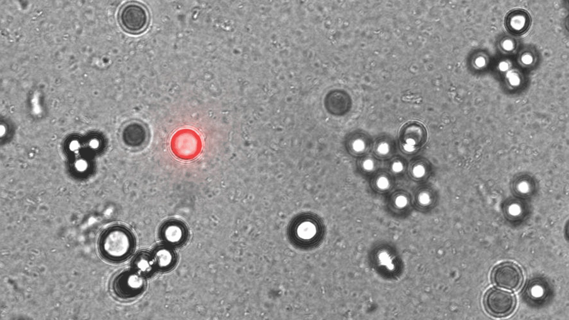 Techneins™ – Non-natural polymers as synthetic affinity reagents and novel therapeutics