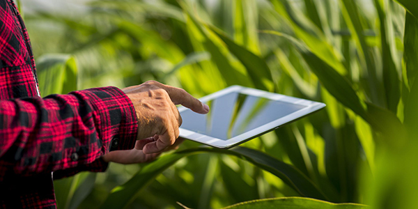 Farmer with tablet in field