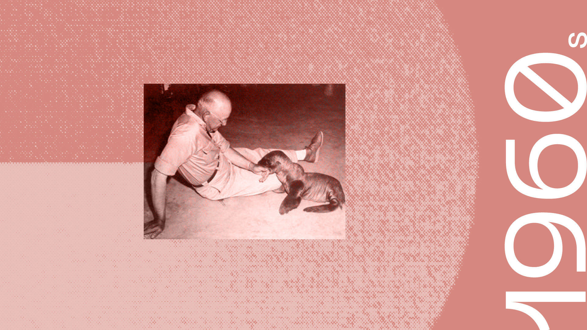 Sonar and sea mammals